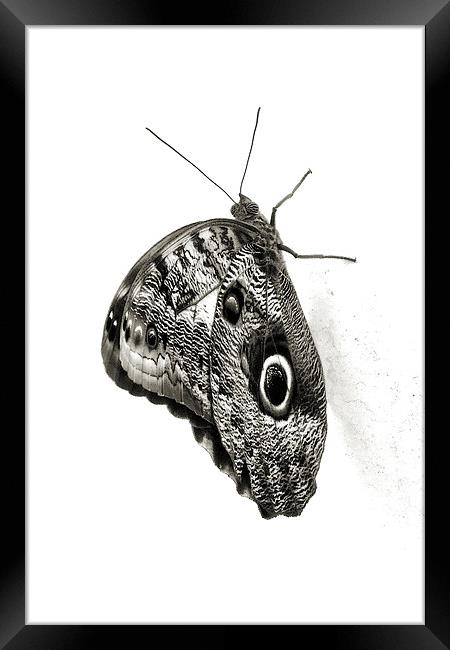 owl butterfly in black and white Framed Print by Heather Newton