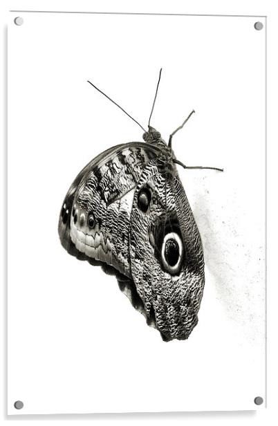 owl butterfly in black and white Acrylic by Heather Newton