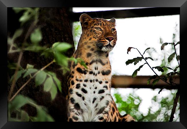 Female Leopard Framed Print by Heather Wise