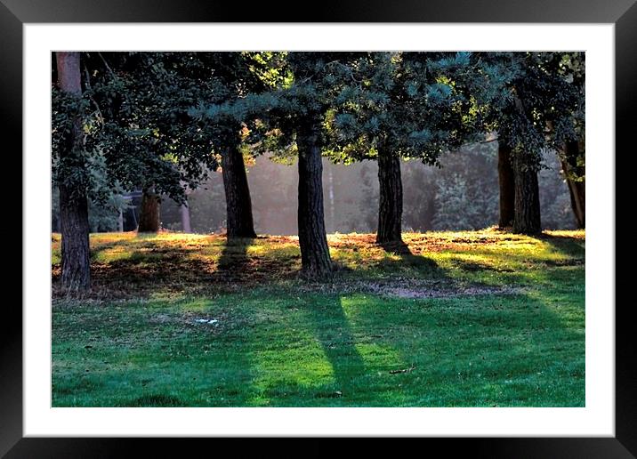 Sunlight Through Trees Framed Mounted Print by Richard Cruttwell