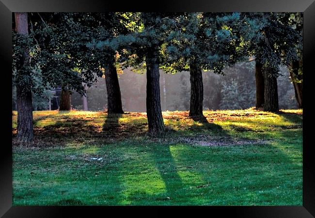 Sunlight Through Trees Framed Print by Richard Cruttwell