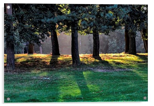 Sunlight Through Trees Acrylic by Richard Cruttwell