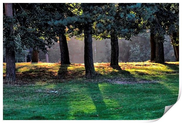 Sunlight Through Trees Print by Richard Cruttwell