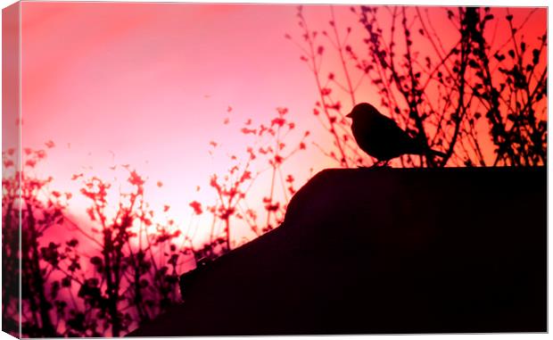Bird in the Sunset Canvas Print by Heather Wise