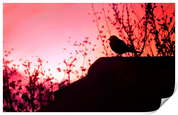 Bird in the Sunset Print by Heather Wise