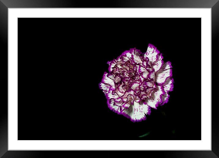 simple carnation Framed Mounted Print by Eddie Howland