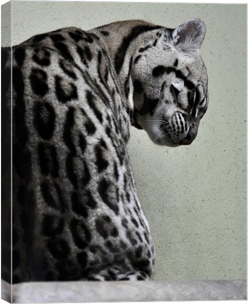 Ocelot Wild Cat Canvas Print by Heather Wise