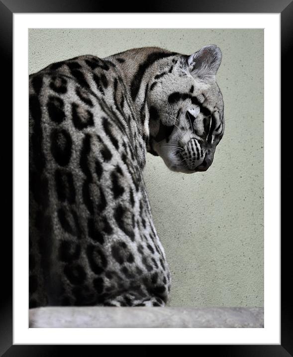 Ocelot Wild Cat Framed Mounted Print by Heather Wise