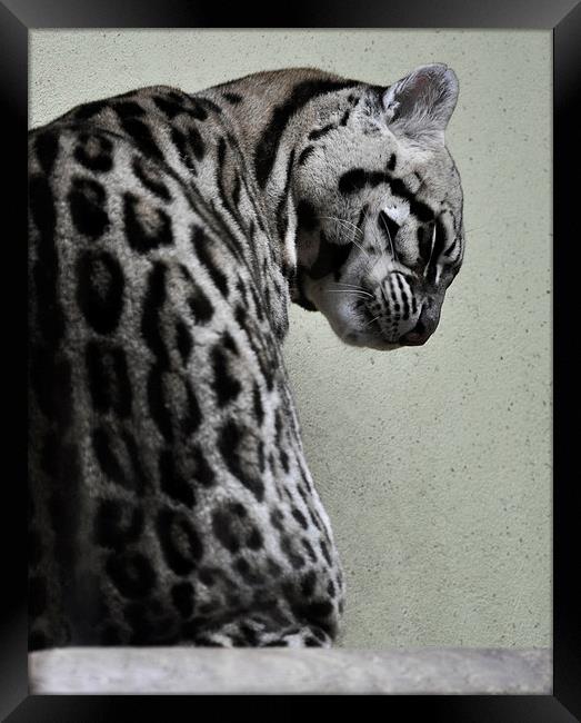 Ocelot Wild Cat Framed Print by Heather Wise