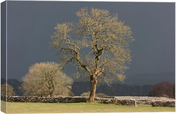 Sunlit Tree against Dark Sky Canvas Print by David Morton