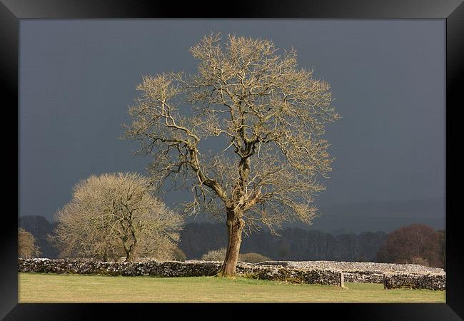Sunlit Tree against Dark Sky Framed Print by David Morton