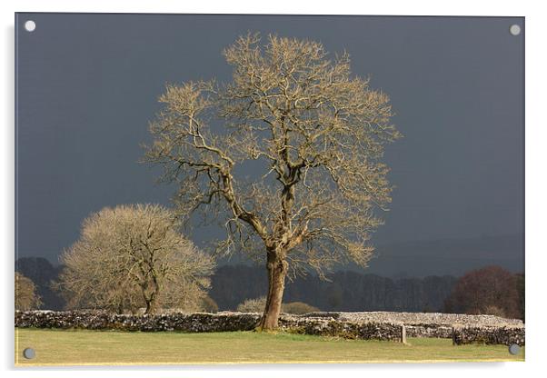 Sunlit Tree against Dark Sky Acrylic by David Morton
