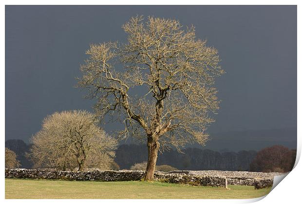 Sunlit Tree against Dark Sky Print by David Morton