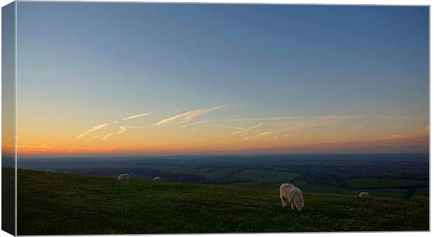 Sheep On The Gibbit Canvas Print by Andrew Middleton