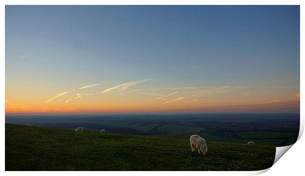 Sheep On The Gibbit Print by Andrew Middleton