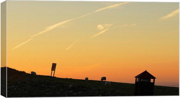 Grazing The Orange Sky Canvas Print by Andrew Middleton