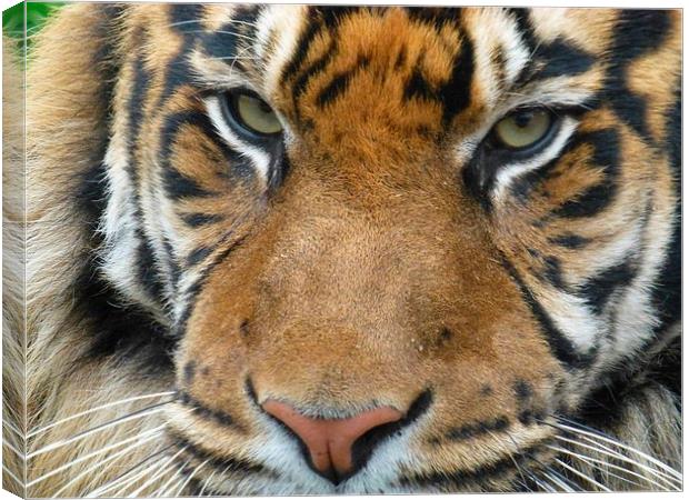Close up tiger Canvas Print by Paula Jardine