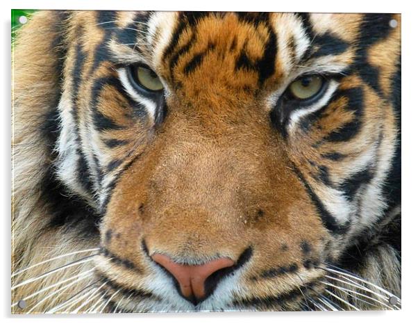 Close up tiger Acrylic by Paula Jardine