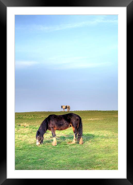 Ponies on Harlow Common Framed Mounted Print by Nigel Bangert