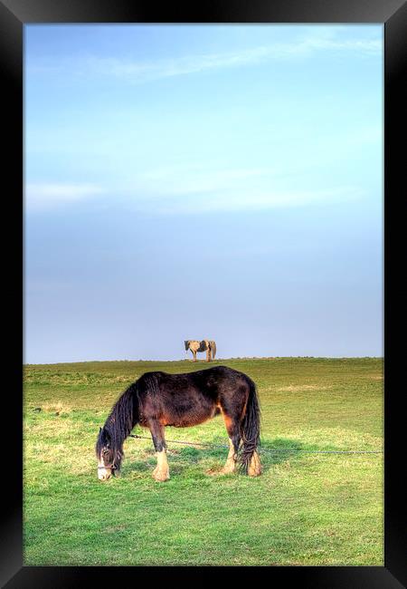 Ponies on Harlow Common Framed Print by Nigel Bangert