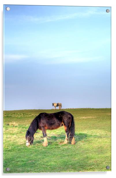 Ponies on Harlow Common Acrylic by Nigel Bangert
