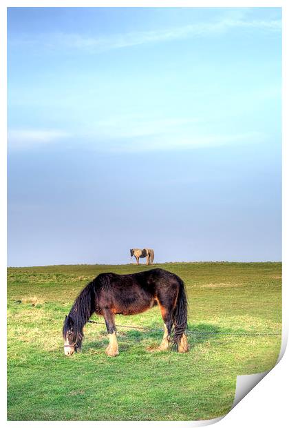 Ponies on Harlow Common Print by Nigel Bangert