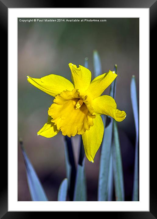 Spring has sprung Framed Mounted Print by Paul Madden