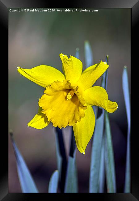Spring has sprung Framed Print by Paul Madden