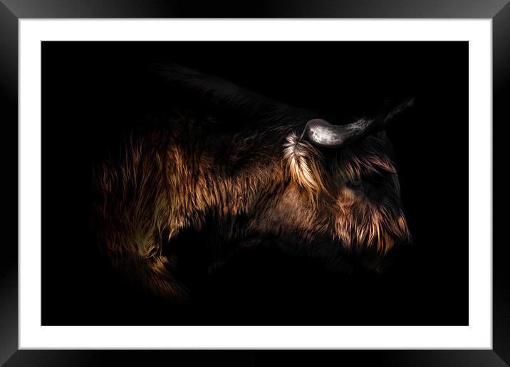 Highland Cow Art Framed Mounted Print by Ian Hufton