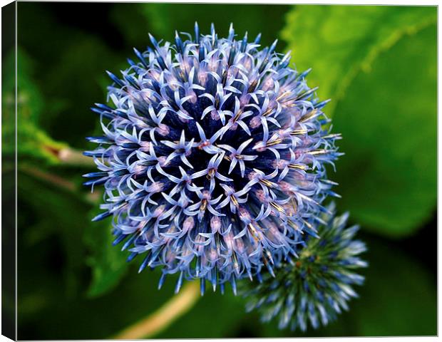 Thistles Canvas Print by Victor Burnside