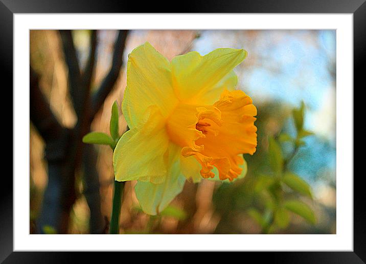 Daffodil Textures Framed Mounted Print by carol hynes