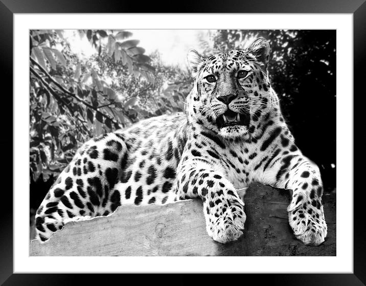 Leopard Framed Mounted Print by Heather Wise