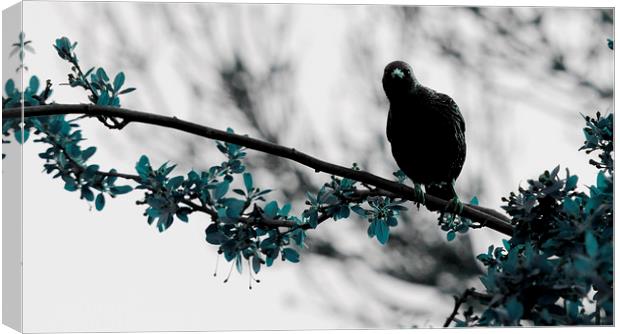 Nosey Starling Canvas Print by Heather Wise