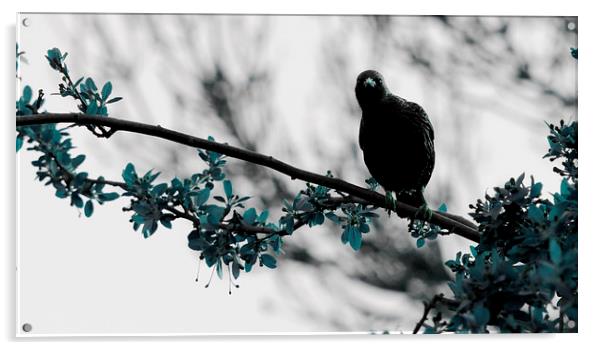 Nosey Starling Acrylic by Heather Wise