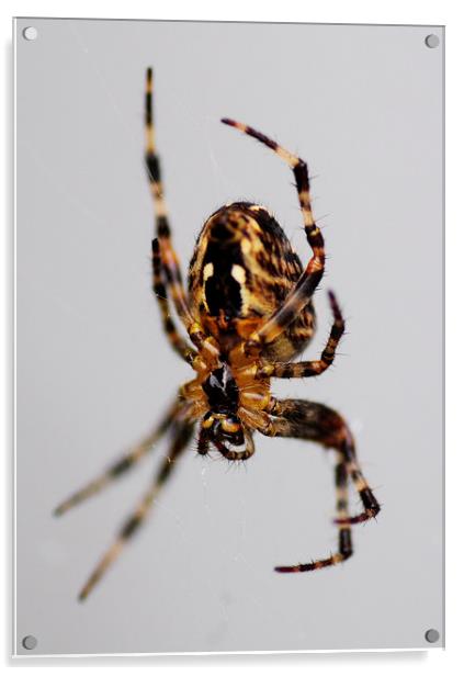 Spider Acrylic by Heather Wise