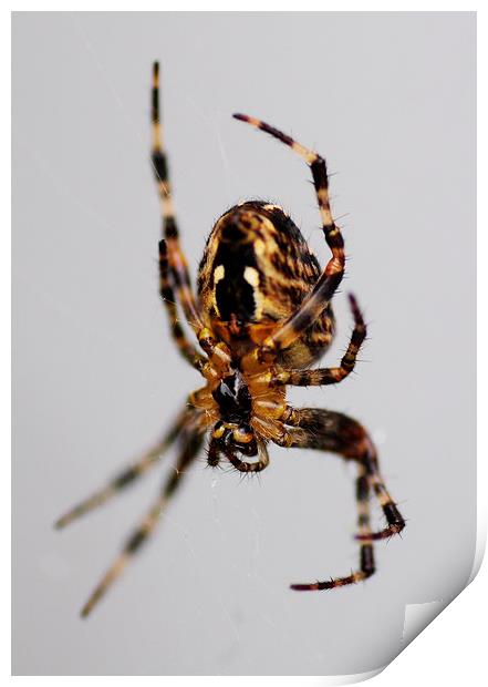 Spider Print by Heather Wise