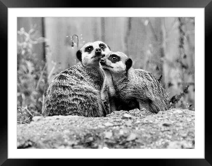 Meerkat Couple Framed Mounted Print by Heather Wise