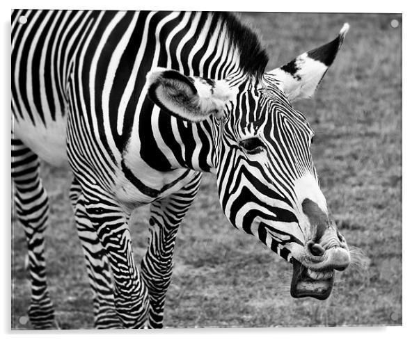 Laughing Zebra Acrylic by Heather Wise