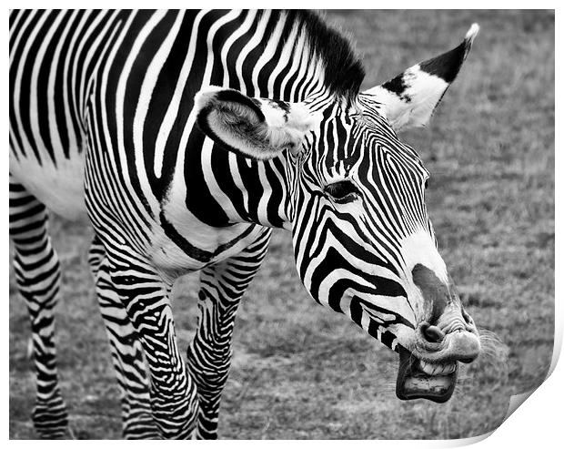Laughing Zebra Print by Heather Wise