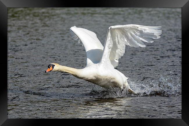 swan ready for landing Framed Print by nick wastie