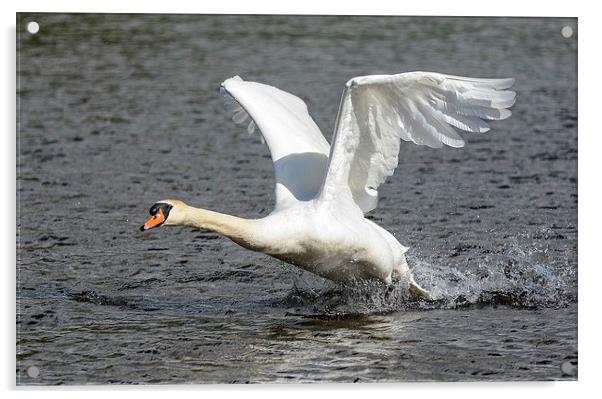 swan ready for landing Acrylic by nick wastie
