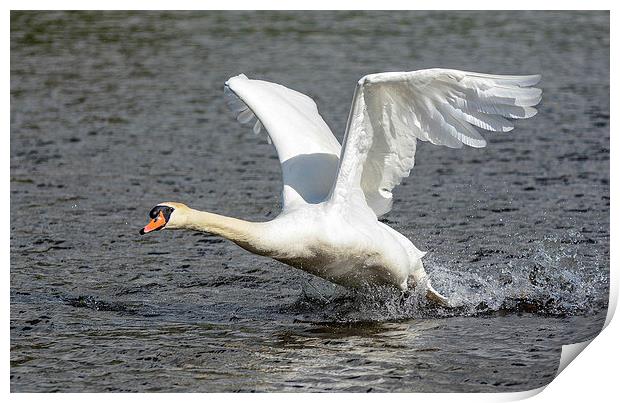 swan ready for landing Print by nick wastie