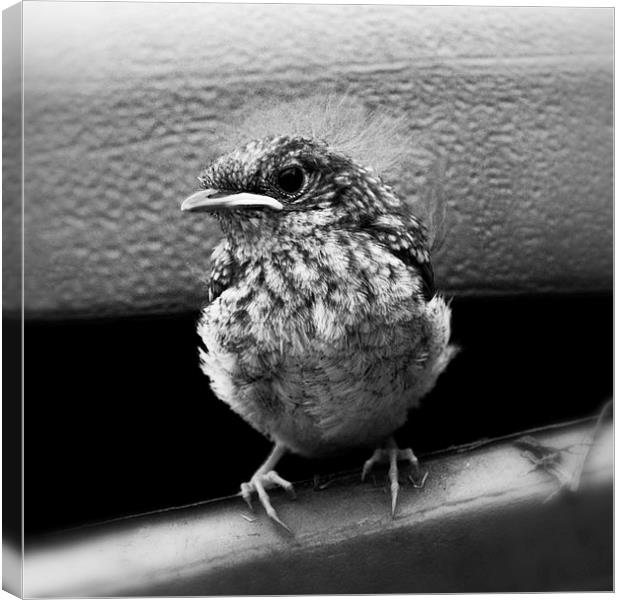 Robin Chick Canvas Print by Heather Wise