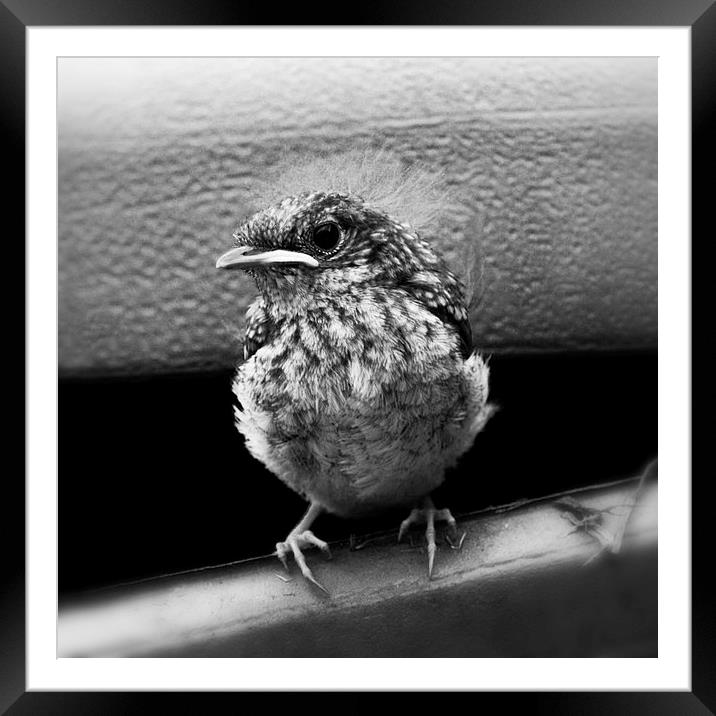 Robin Chick Framed Mounted Print by Heather Wise