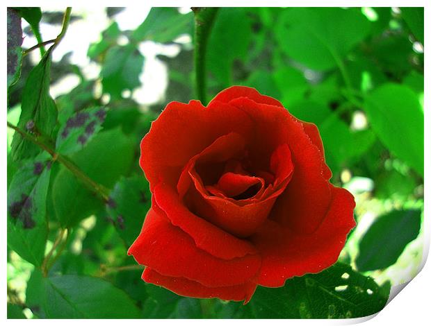 Rose rouge Print by mazet aurelia