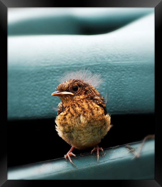 Robin Chick Framed Print by Heather Wise