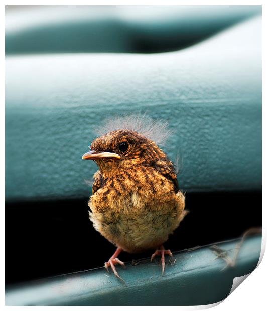 Robin Chick Print by Heather Wise