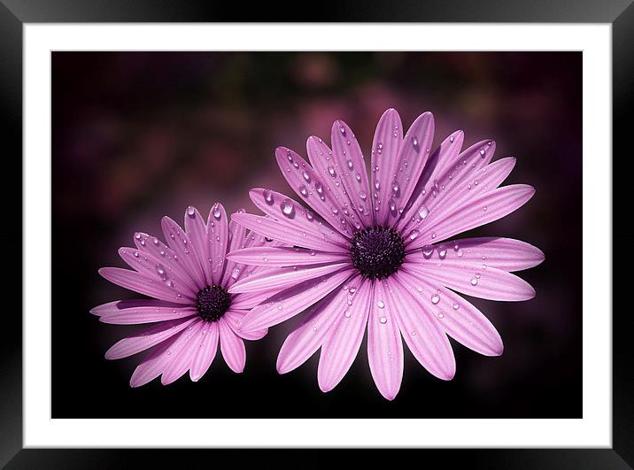 Dew drops on Daisies Framed Mounted Print by Valerie Anne Kelly