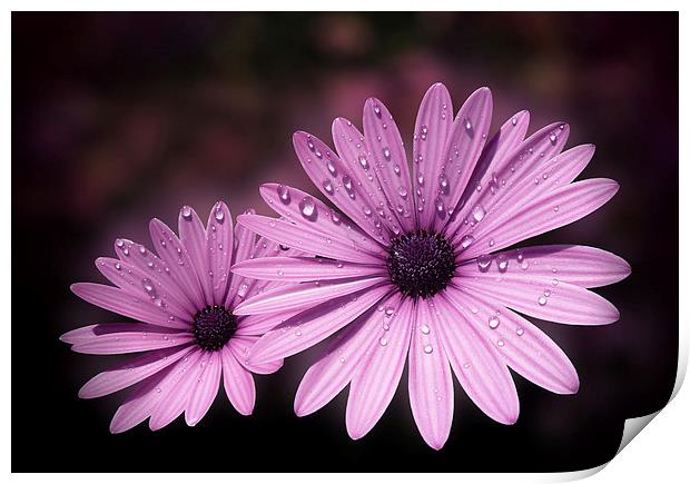 Dew drops on Daisies Print by Valerie Anne Kelly