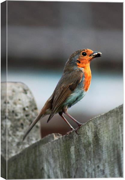 Robin with Worm Canvas Print by Heather Wise
